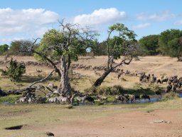 Bologonja_Seronera2009-59